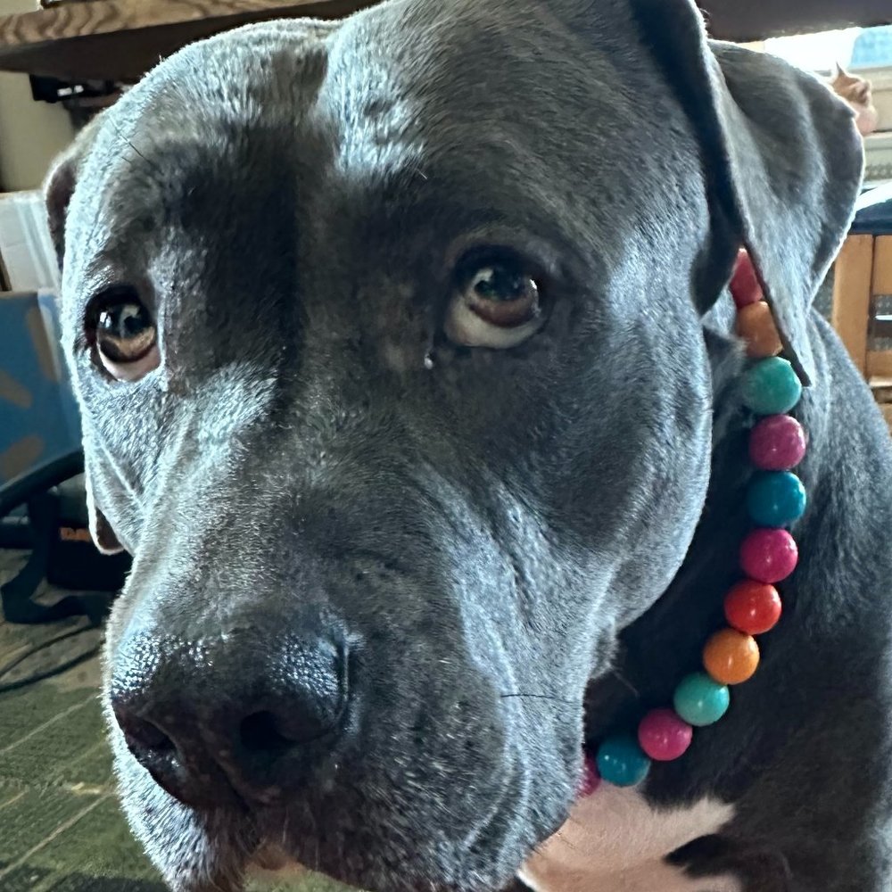 Hypnotic Dog Santa Cruz Wooden Bead Collar - 21.5"
